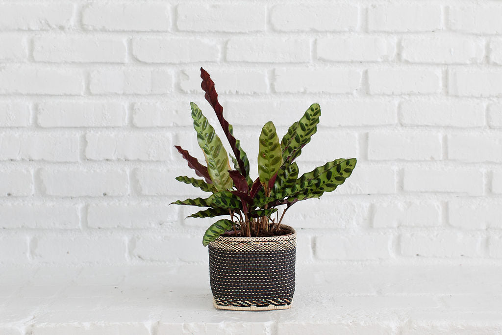 6" Rattlesnake + Planter Basket