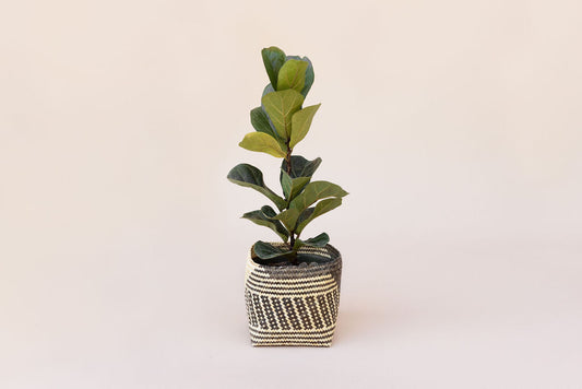 6" Fiddle Leaf Fig + Basket